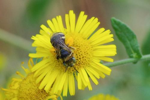 Réf. 272 865 : Tetraloniella sp.